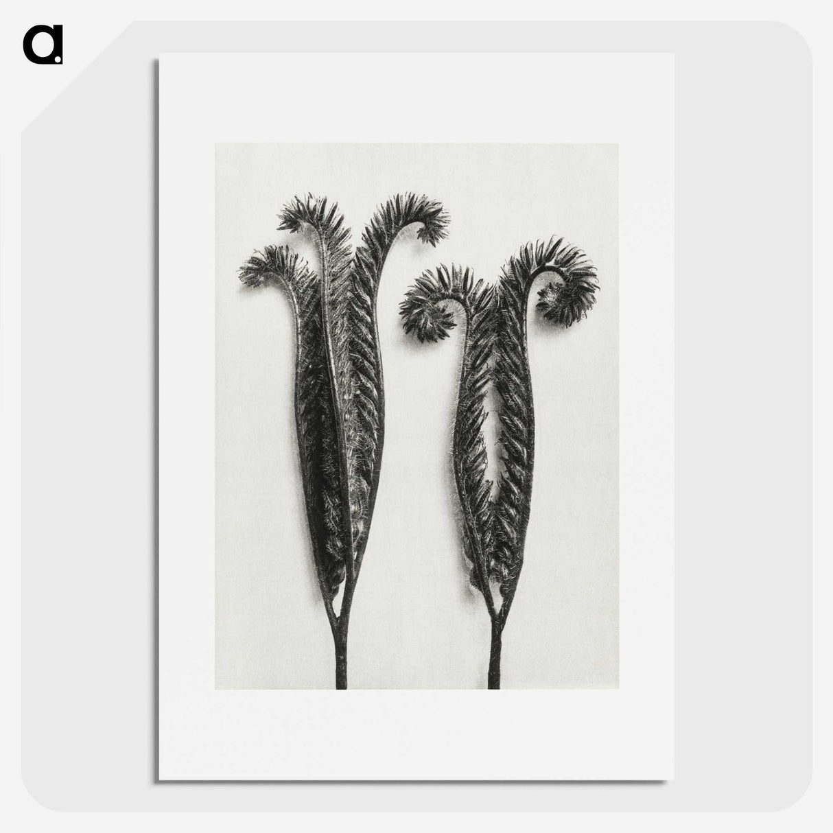 1-82_Karl-Blossfeldt_picture