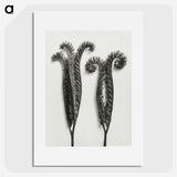 1-82_Karl-Blossfeldt_picture