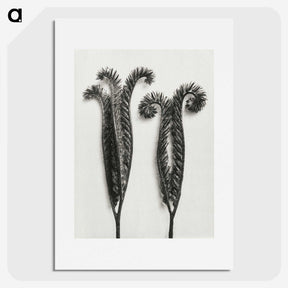 1-82_Karl-Blossfeldt_picture