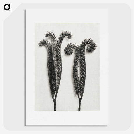 1-82_Karl-Blossfeldt_picture