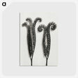 1-82_Karl-Blossfeldt_postcard