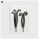 アートポストカード-Phacelia Tanacetifolia - カール ブロスフェルト Postcard.