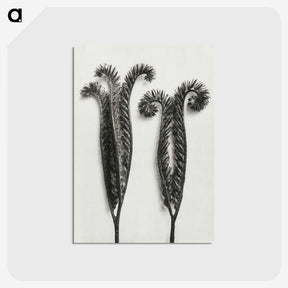 1-82_Karl-Blossfeldt_postcard