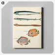 アートパネル-Moluccan Fishes
 - ルイ ルナール Canvas.