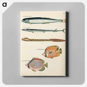 アートパネル-Moluccan Fishes
 - ルイ ルナール Canvas.