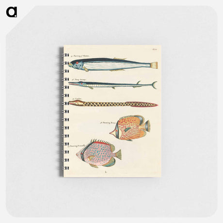 アートメモ帳-Moluccan Fishes
 - ルイ ルナール Memo.