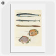 1-82_Louis-Renard_picture