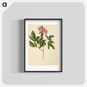 アートポスター-Paeonia Mascula
 - マリア ジビーラ メーリアン Poster.