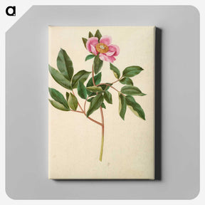 1-82_Maria-Sibylla-Merian_canvas