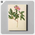 アートパネル-Paeonia Mascula
 - マリア ジビーラ メーリアン Canvas.