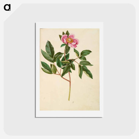 アートポストカード-Paeonia Mascula
 - マリア ジビーラ メーリアン Postcard.