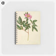 1-82_Maria-Sibylla-Merian_memo