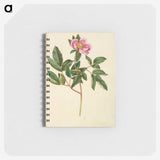 1-82_Maria-Sibylla-Merian_memo