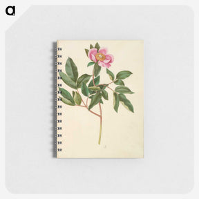 1-82_Maria-Sibylla-Merian_memo