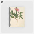 アートメモ帳-Paeonia Mascula
 - マリア ジビーラ メーリアン Memo.
