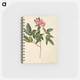 アートメモ帳-Paeonia Mascula
 - マリア ジビーラ メーリアン Memo.