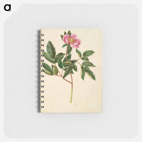 アートメモ帳-Paeonia Mascula
 - マリア ジビーラ メーリアン Memo.