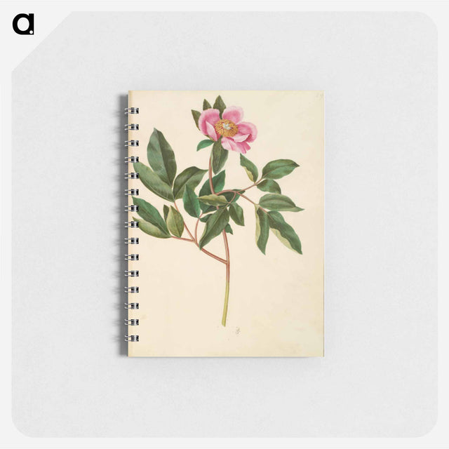 アートメモ帳-Paeonia Mascula
 - マリア ジビーラ メーリアン Memo.