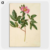 1-82_Maria-Sibylla-Merian_picture-crop