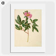 1-82_Maria-Sibylla-Merian_picture