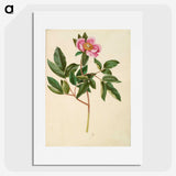 1-82_Maria-Sibylla-Merian_picture