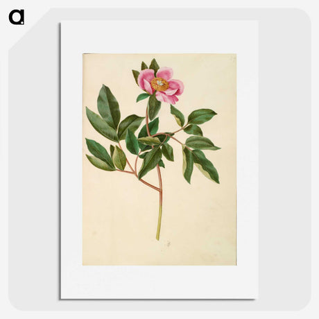 1-82_Maria-Sibylla-Merian_picture