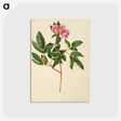 1-82_Maria-Sibylla-Merian_postcard