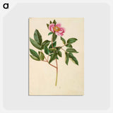 アートポストカード-Paeonia Mascula
 - マリア ジビーラ メーリアン Postcard.