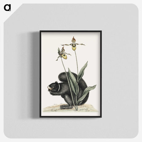 1-82_Mark-Catesby_blk-crop