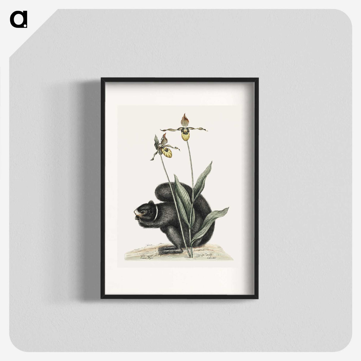 1-82_Mark-Catesby_blk