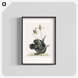 1-82_Mark-Catesby_blk