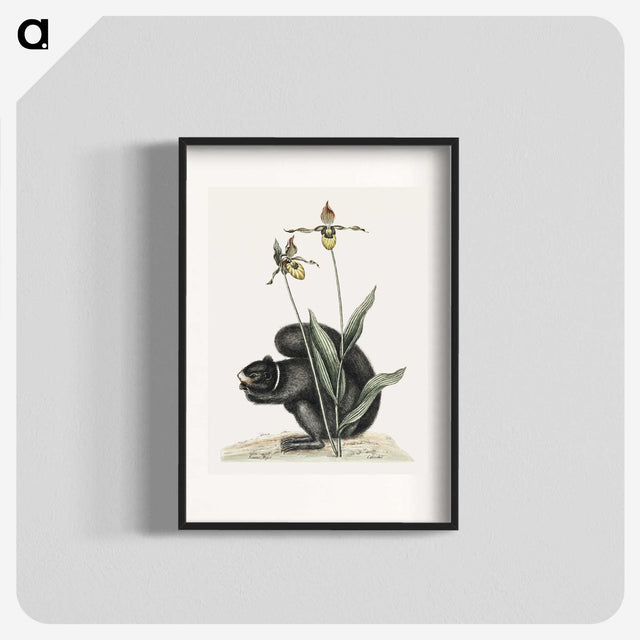 1-82_Mark-Catesby_blk