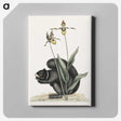 1-82_Mark-Catesby_canvas