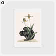 アートポストカード-Black-Squirrel
 - マーク ケイツビー Postcard.