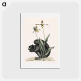 アートポストカード-Black-Squirrel
 - マーク ケイツビー Postcard.