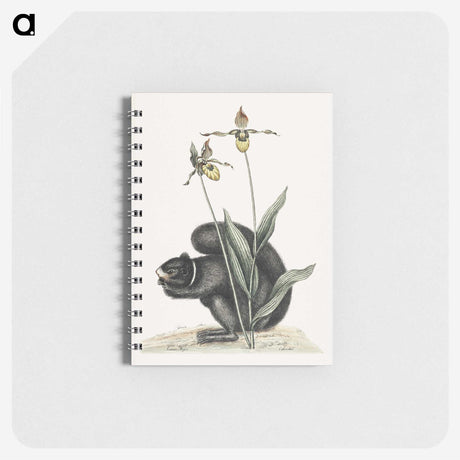 1-82_Mark-Catesby_memo