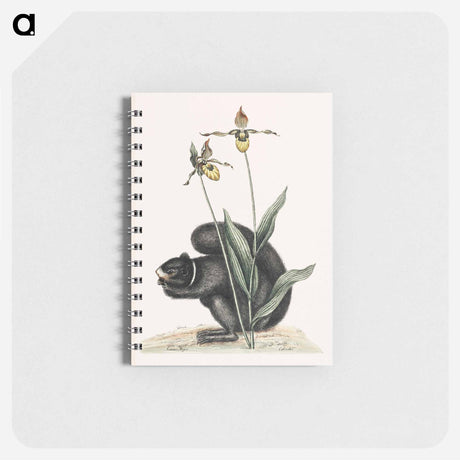 アートメモ帳-Black-Squirrel
 - マーク ケイツビー Memo.