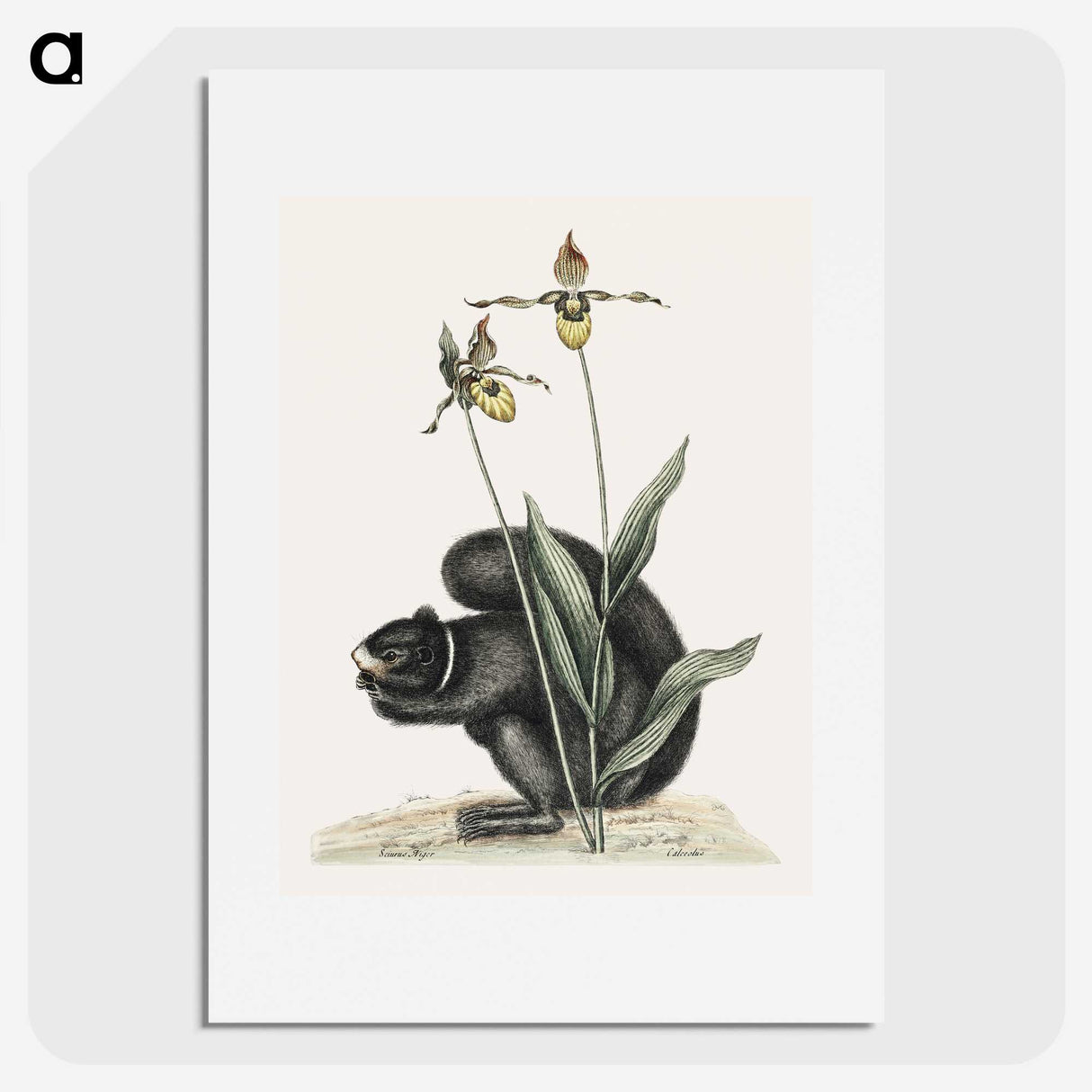 1-82_Mark-Catesby_picture
