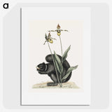 1-82_Mark-Catesby_picture
