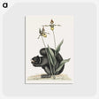 1-82_Mark-Catesby_postcard