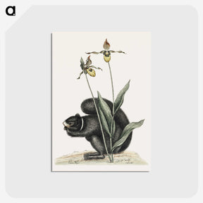 1-82_Mark-Catesby_postcard