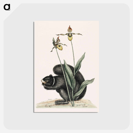 アートポストカード-Black-Squirrel
 - マーク ケイツビー Postcard.