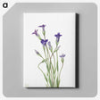 1-82_Mary-Vaux-Walcott_canvas