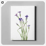 1-82_Mary-Vaux-Walcott_canvas