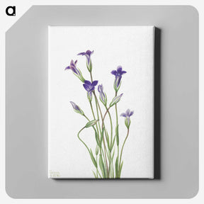 1-82_Mary-Vaux-Walcott_canvas