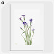 1-82_Mary-Vaux-Walcott_picture