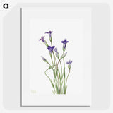 1-82_Mary-Vaux-Walcott_picture