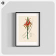 アートポスター-Aloe socotrina
 - 薬用植物学 Poster.