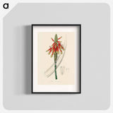 アートポスター-Aloe socotrina
 - 薬用植物学 Poster.