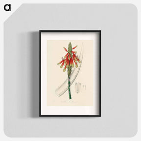 アートポスター-Aloe socotrina
 - 薬用植物学 Poster.